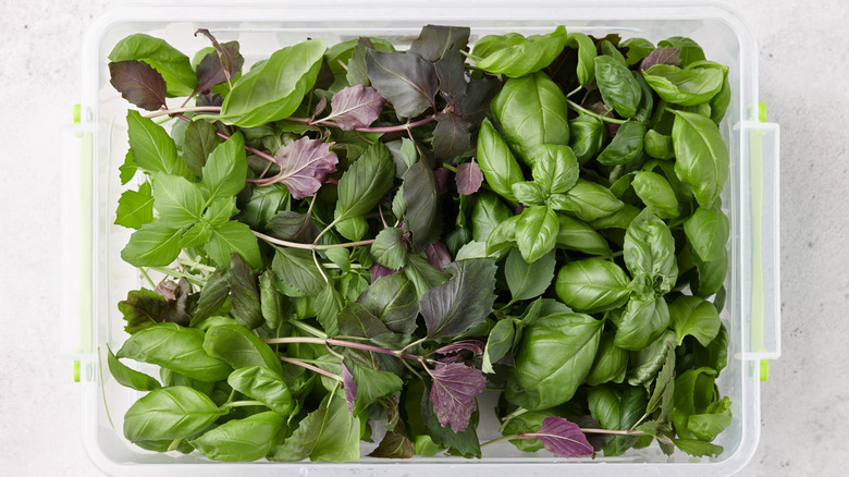 Different types of fresh basil in a container