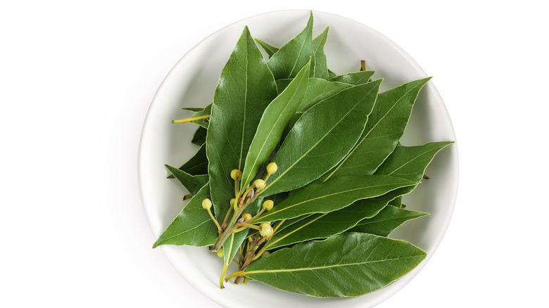 Fresh bay leaves in a white ceramic bowl