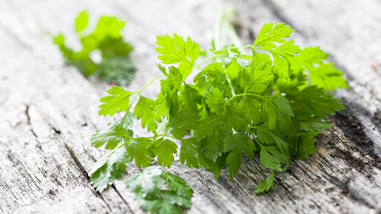Close up of chervil on a white wood grain background