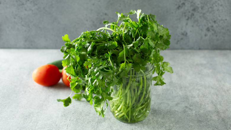 Bunch of fresh cilantro in a glass jar