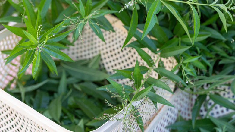 Freshly harvested lemon verbena in white plastic mesh container