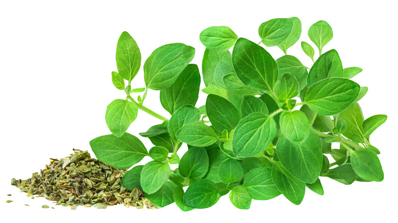 Fresh and dried oregano isolated on a white background