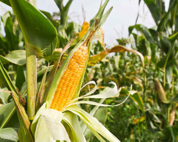Almost Always GMO