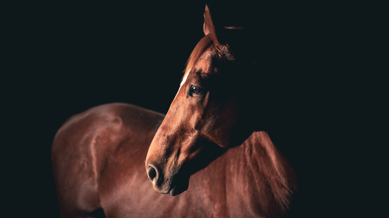 horse in shadow