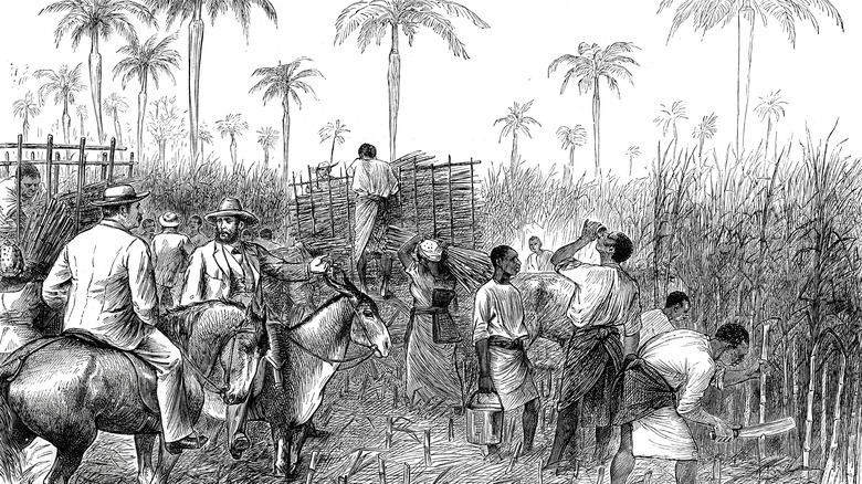sketch of workers on sugar plantation