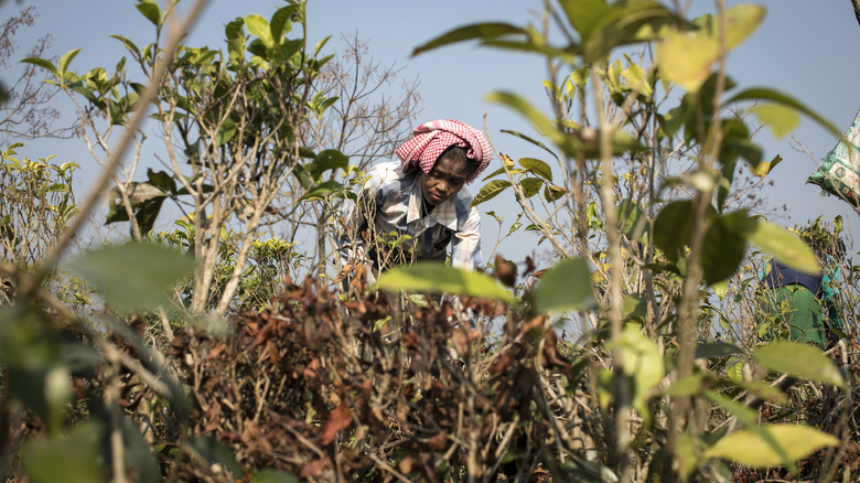 Tea plantation in India
