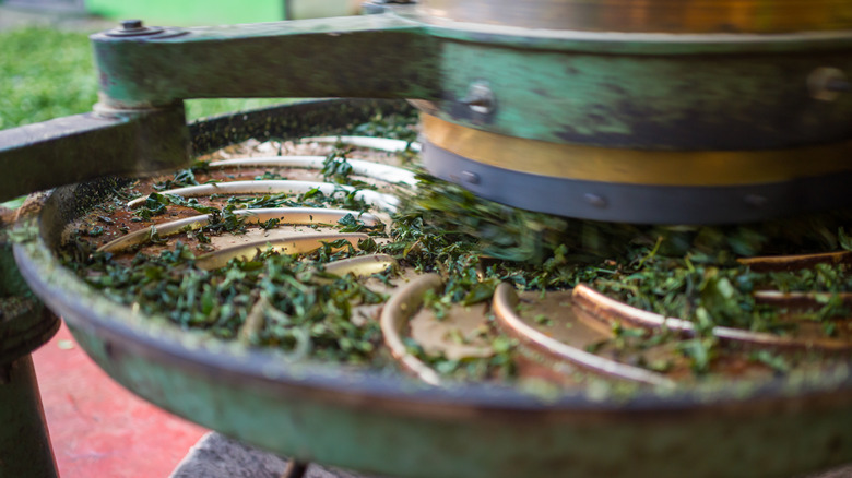 Green tea drying machine 