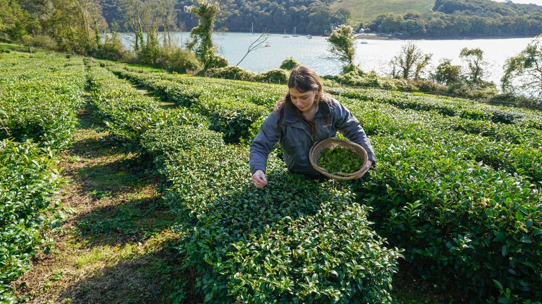 Woman picking tea leaves