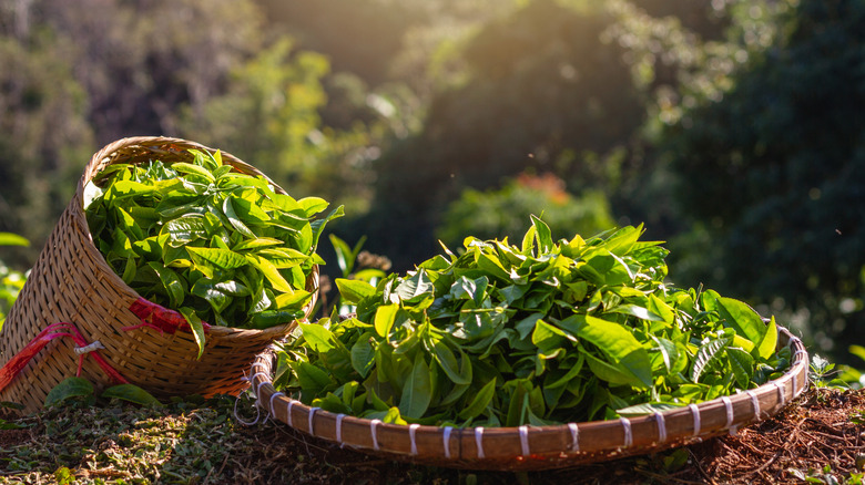 Fresh tea leaves in baskets