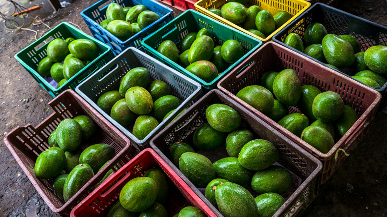 Close up of three avocados
