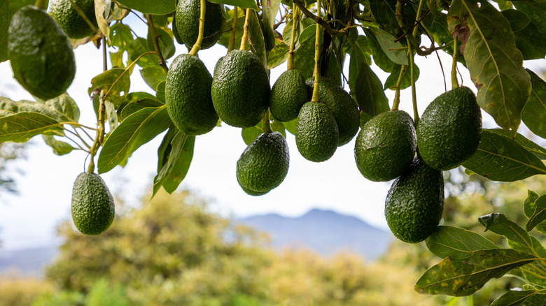 Avocado tree with hanging avocados