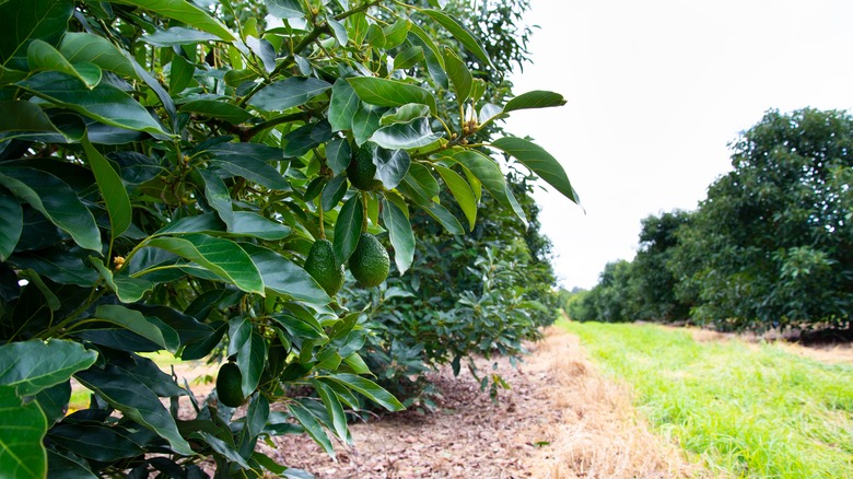 Avocado tree and farm