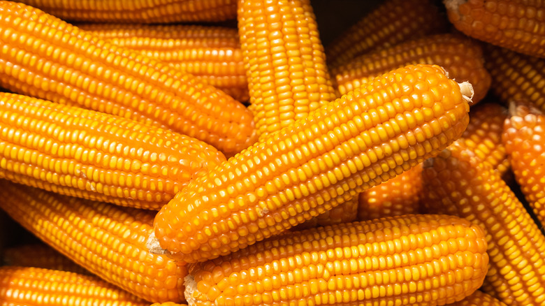 Corn on the cob