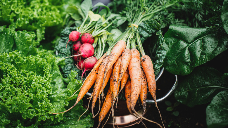 Harvested carrots with dirt