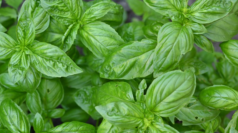basil plant