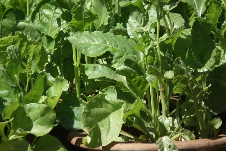 Organic Food