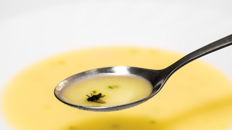 soup with fly in it