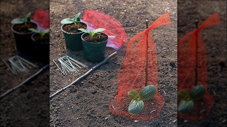 Produce bag secured over new plant with extra netting and tools for establishing more potted plants