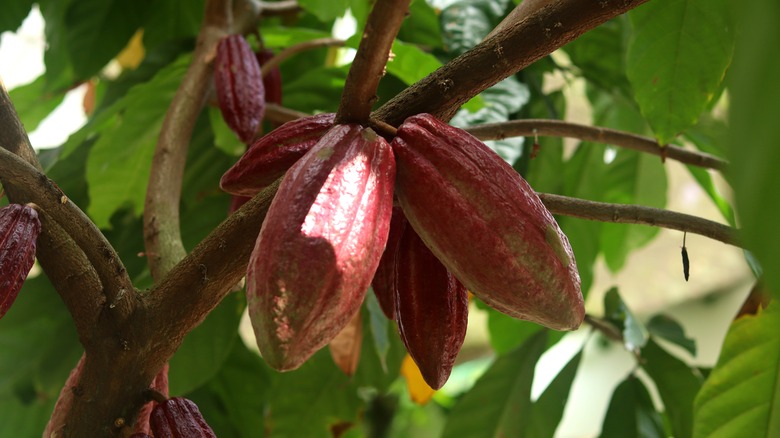 cacao nuts on branch