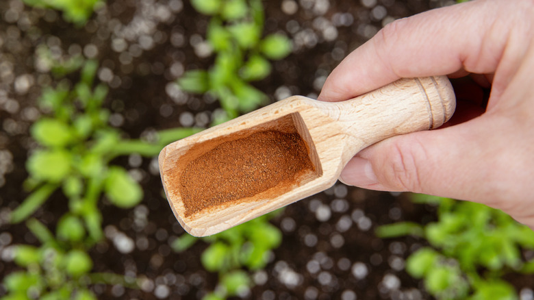 Holding a wooden scoop of ground cinnamon above a garden