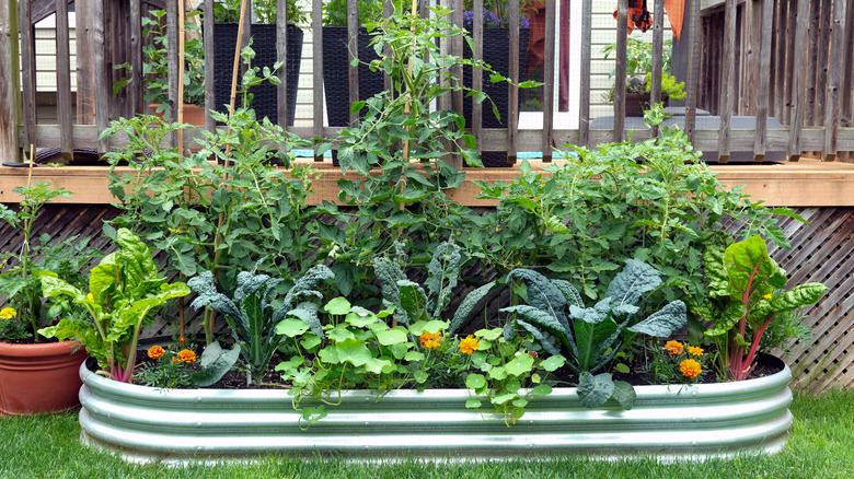 Vegetables and flowers growing together in an outdoor garden bed