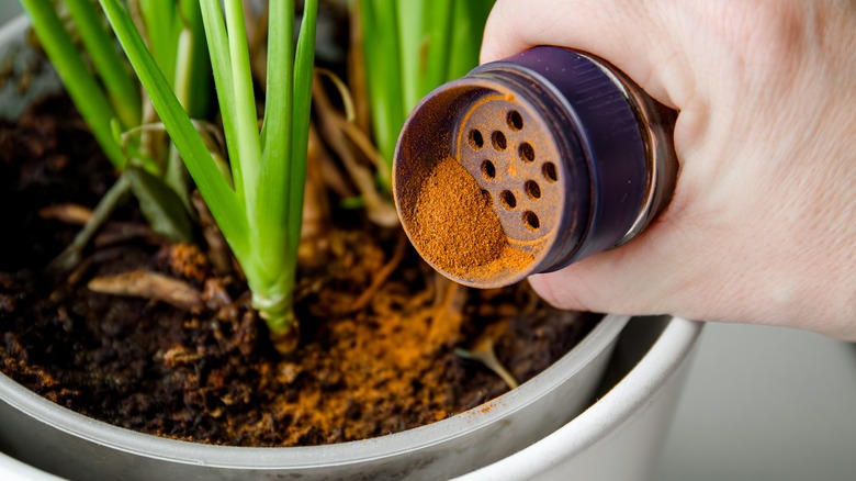 Pouring freshly ground cinnamon into potting soil with a plant in it