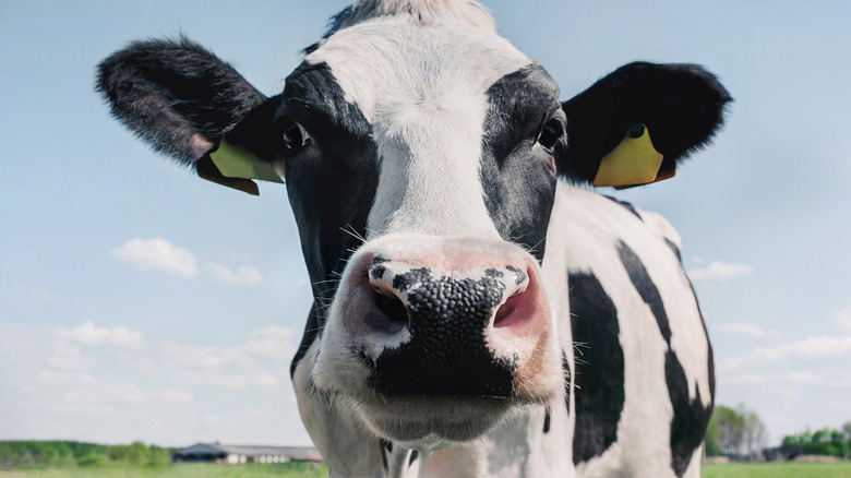Cow on grass
