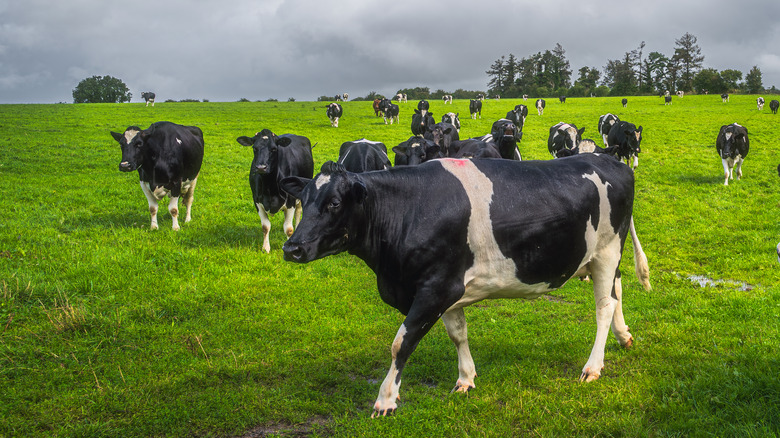 Cows grazing in Ireland