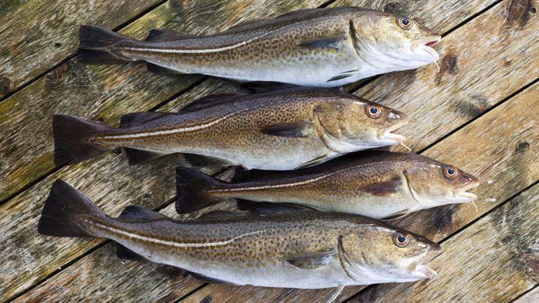 Atlantic cod on wood