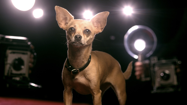 Gidget the chihuahua on red carpet