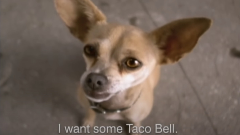 A chihuahua saying he wants Taco Bell.