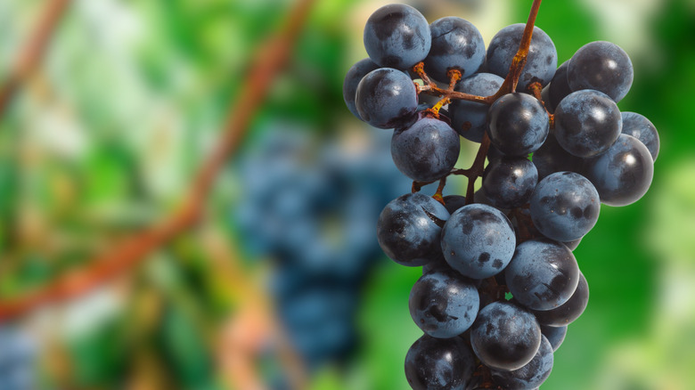 Concord grapes hanging from tree