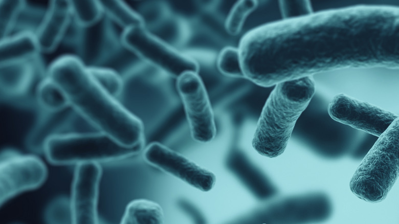 E. coli bacteria