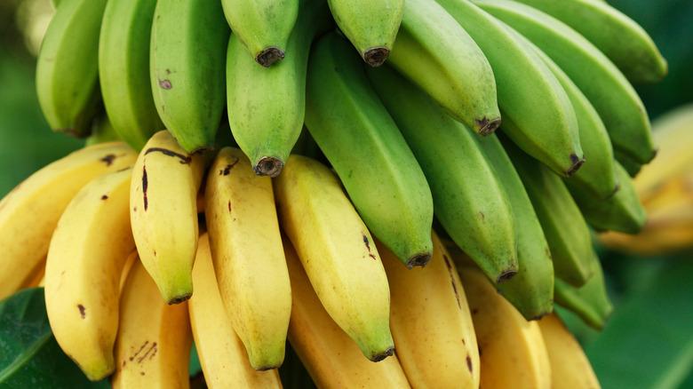 bunches of plantains