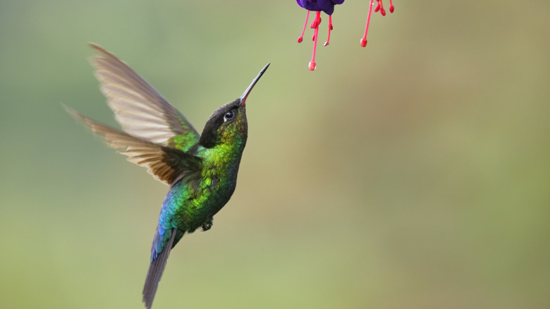 Hummingbird flying to flower for nectar