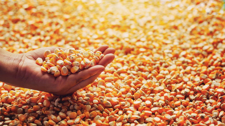 hand holding corn
