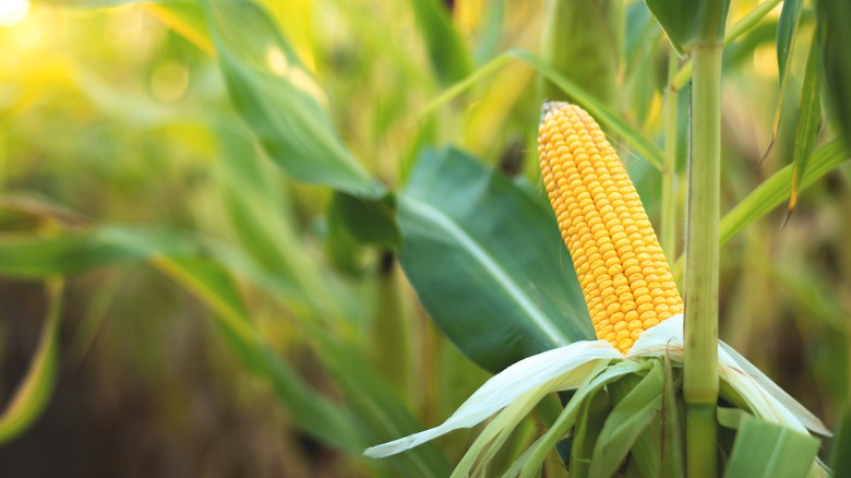 Corn in field