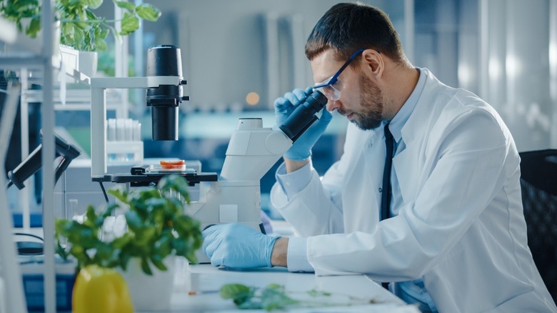 Male in safety glasses analyzing food through a microscope