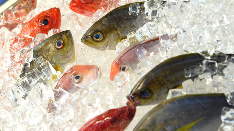 Frozen fish on display