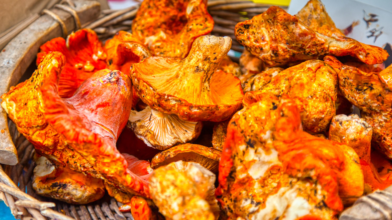 Basket of hand-picked lobster mushrooms