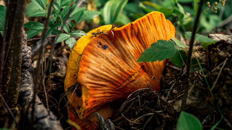 Single lobster mushroom growing in dirt