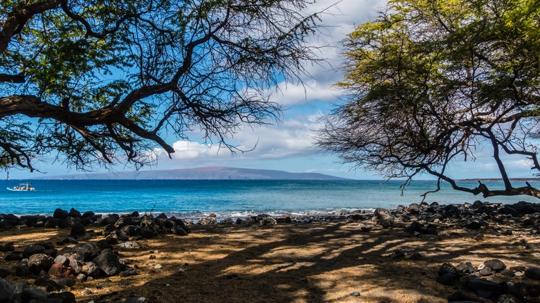 kiawe tree on Hawaiian beach