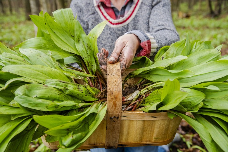 foraging for wild ramps