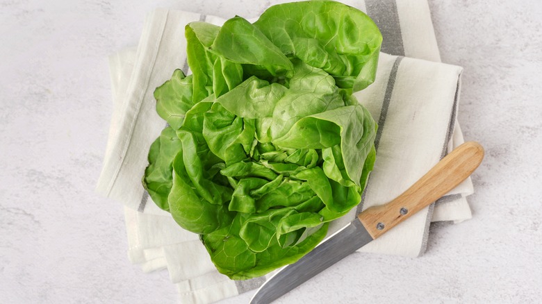 bibb lettuce with knife