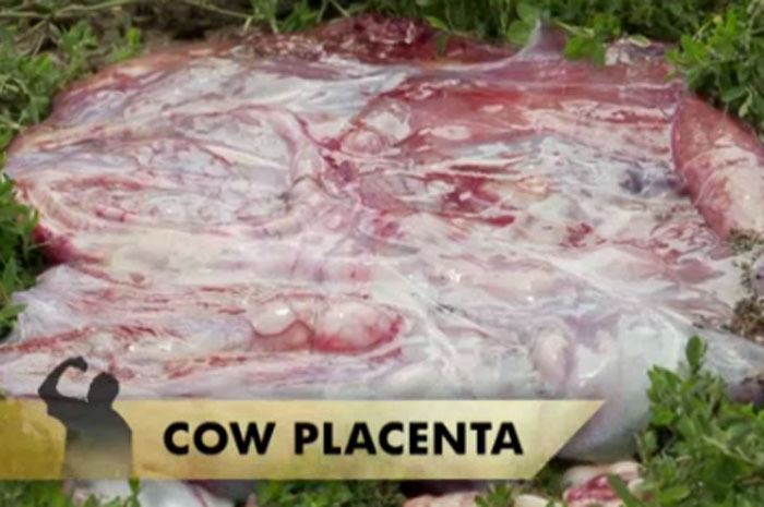 Cow Placenta