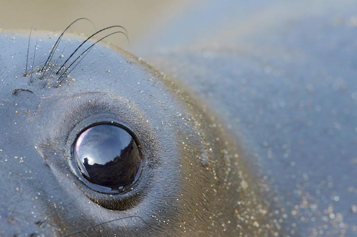 Raw Seal Eyeball