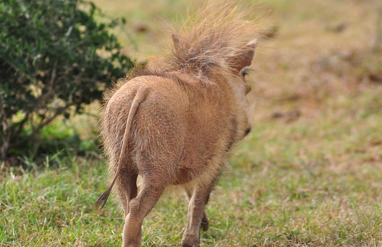 Warthog Anus