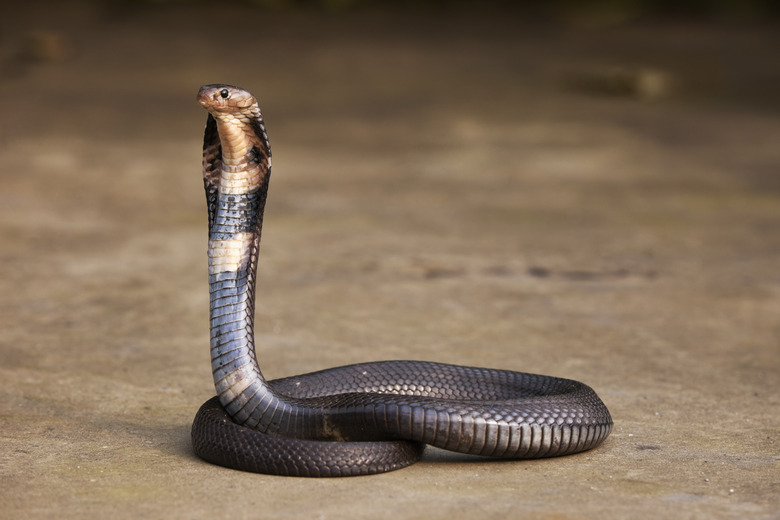 Cobra Heart
