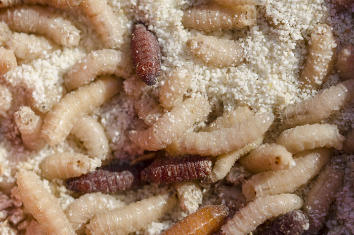 Maggot Fried Rice