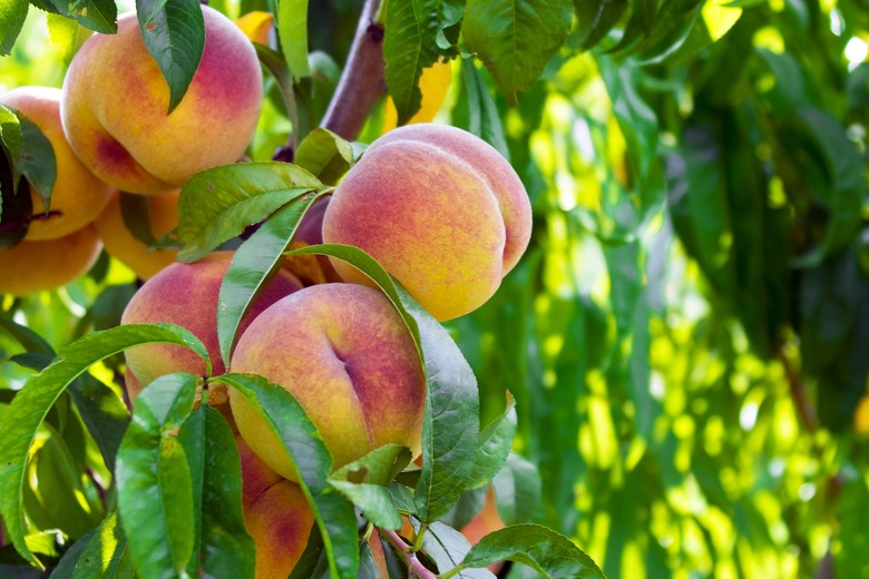 Georgia: Peaches
